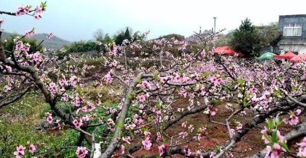 双流三星镇看桃花适合